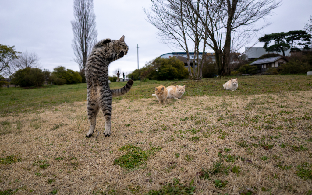 帰ってきた猫文字Ｆ
