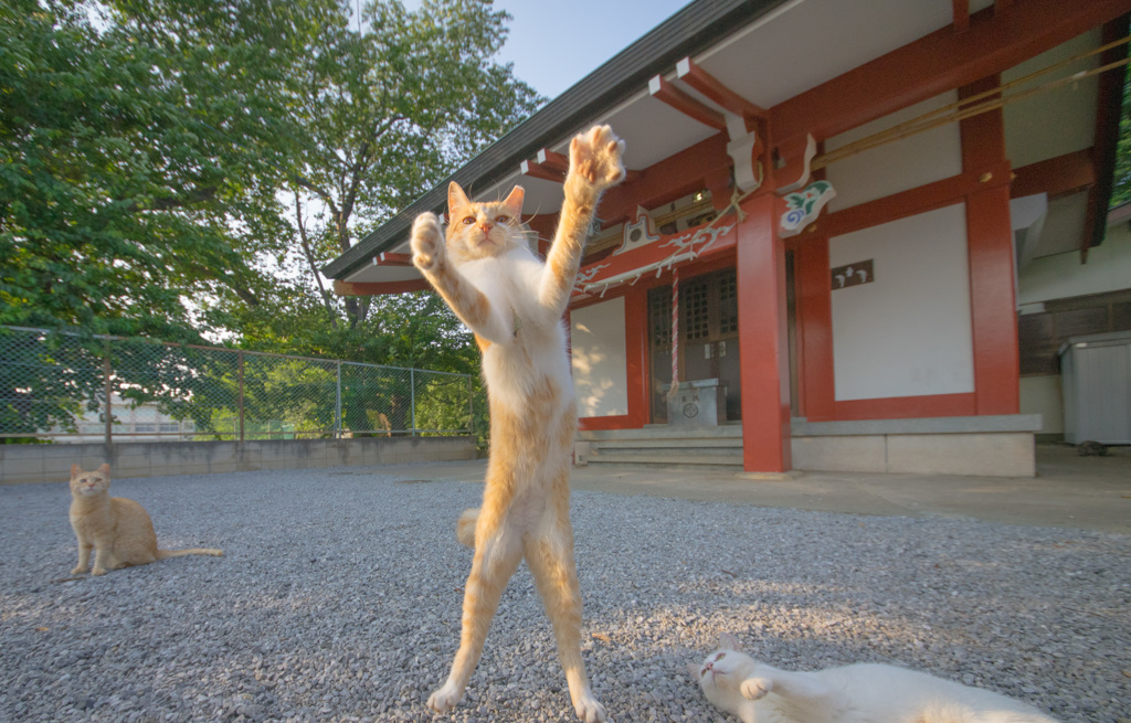大きくなったニャン