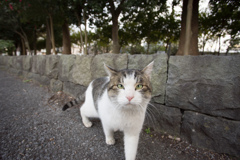 毎度どうも