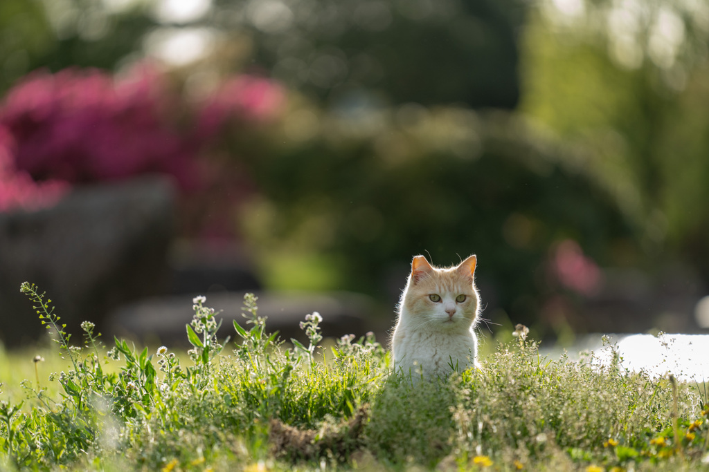 みつけた