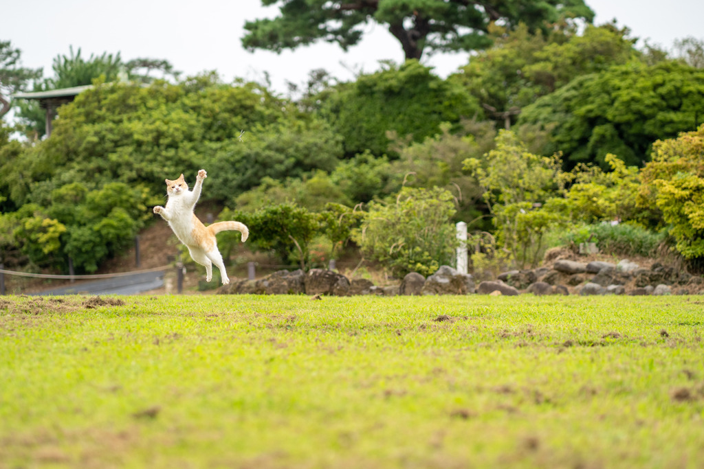 トンボ捕り