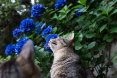 猫8