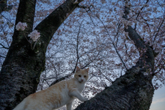 木登りするニャン