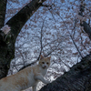 木登りするニャン