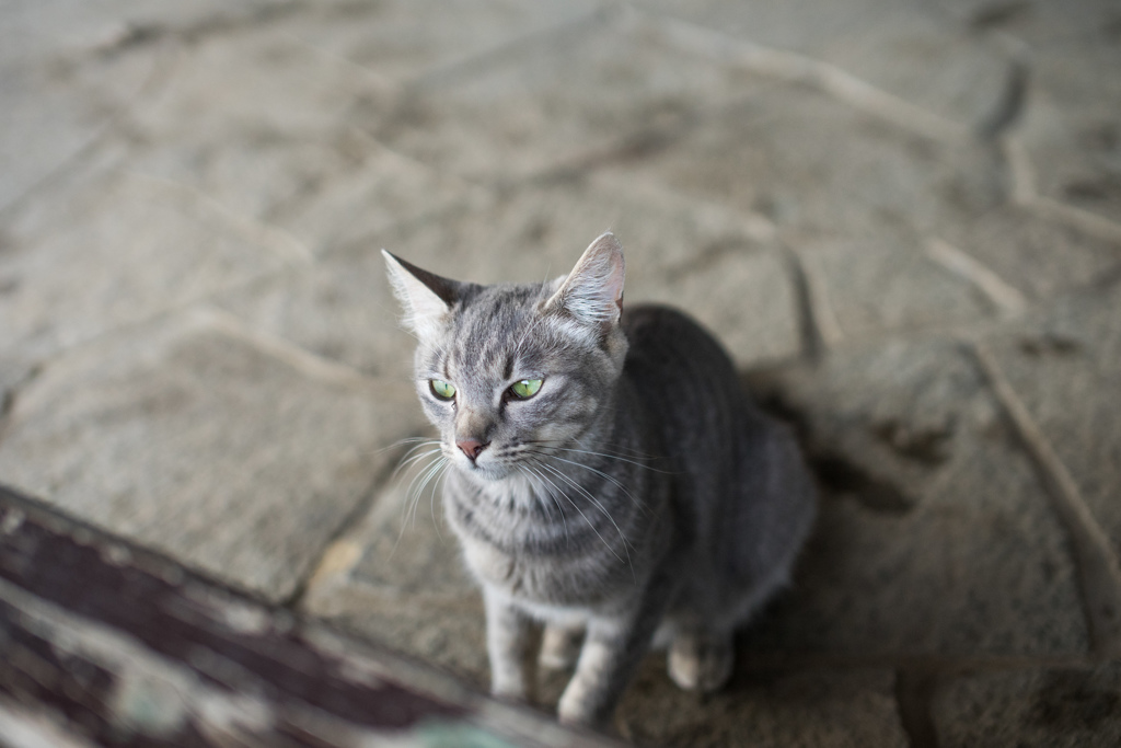 行儀がいい猫