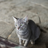 行儀がいい猫