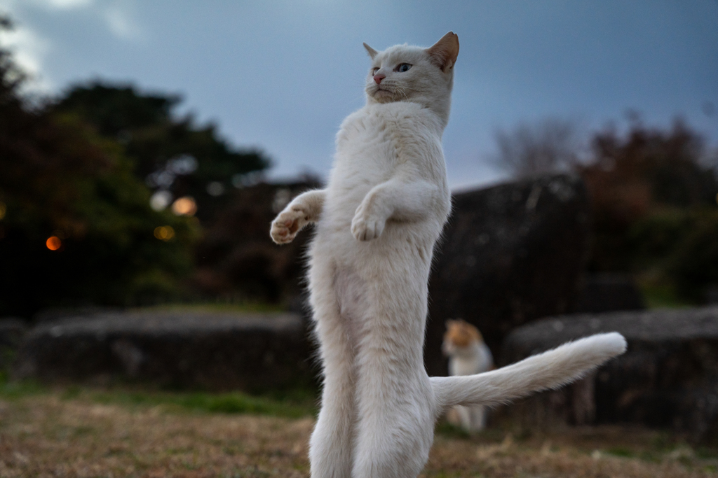 カタカナのト
