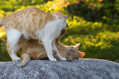 捨て身のパンチ