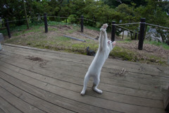 一本釣り