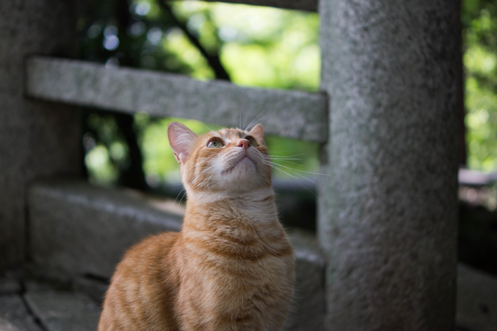 猫5