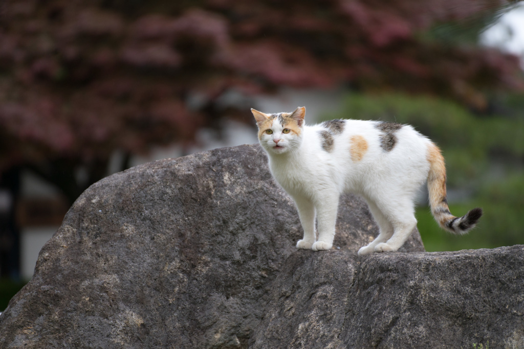 ここでいいのか？それより餌くれニャン