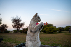 残さず食べるニャン