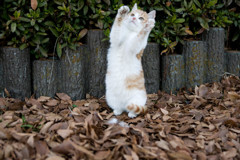 ばんざい
