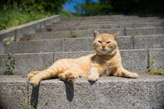 リアルCATのトラさん