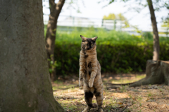 さびにゃん