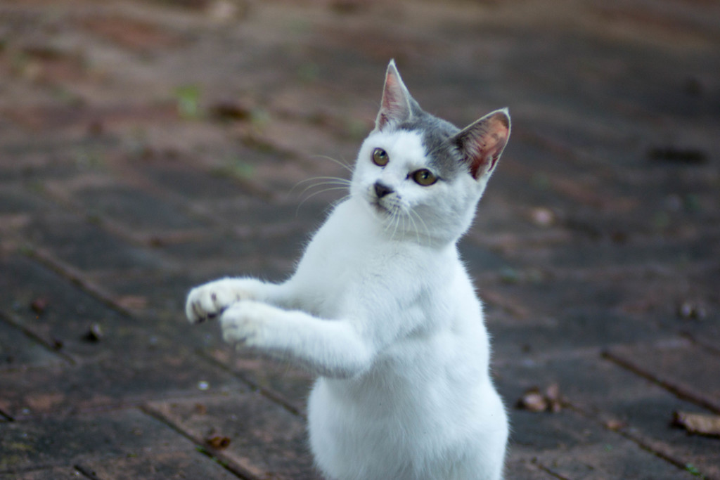 くださいにゃ