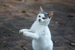 くださいにゃ