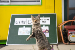 いちじく農園の猫