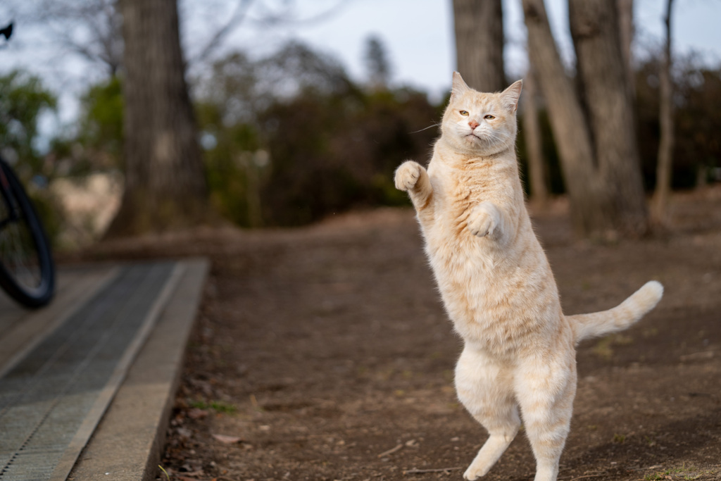 私は猫です