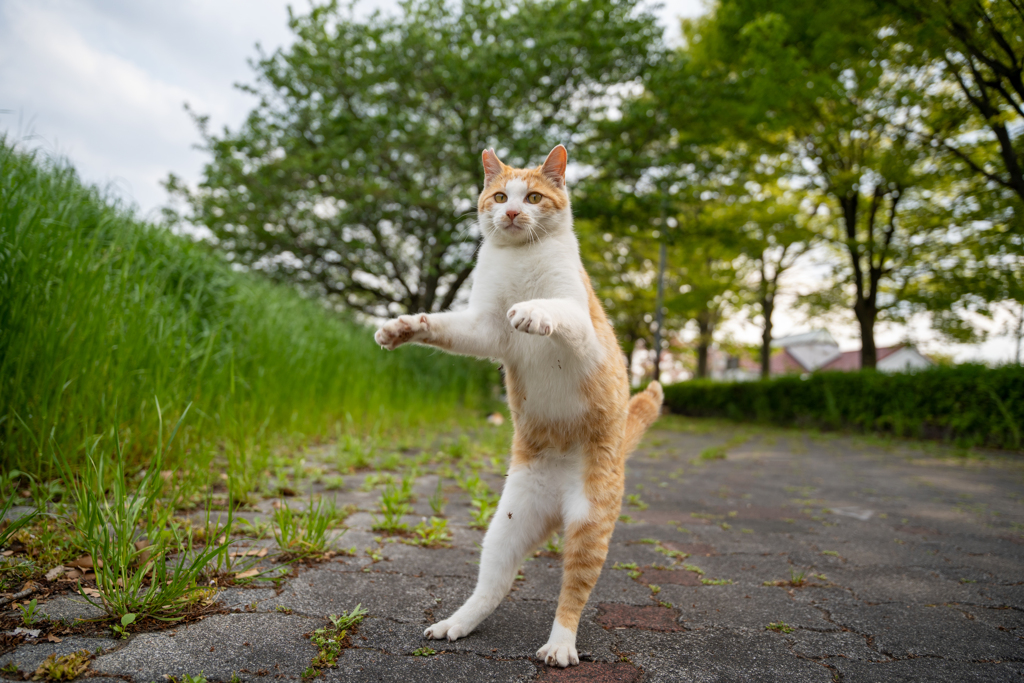 ちゃしろくん