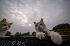看板猫２