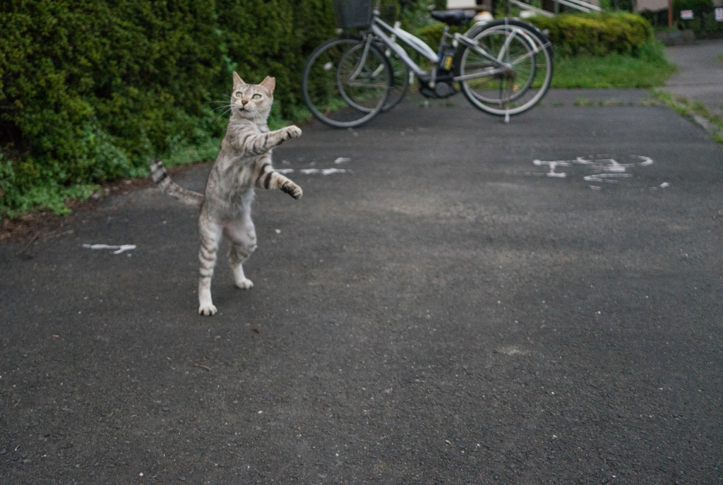 自転車で送るよ！
