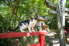 田代島2019－１