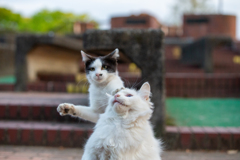 パシッ