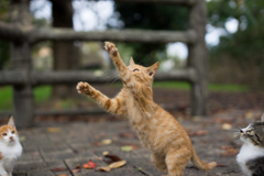 きびんなこねこなんびき