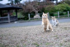 立合稽古