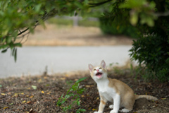 降ってきましたニャン