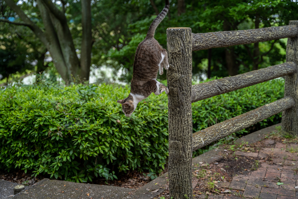 猫忍者