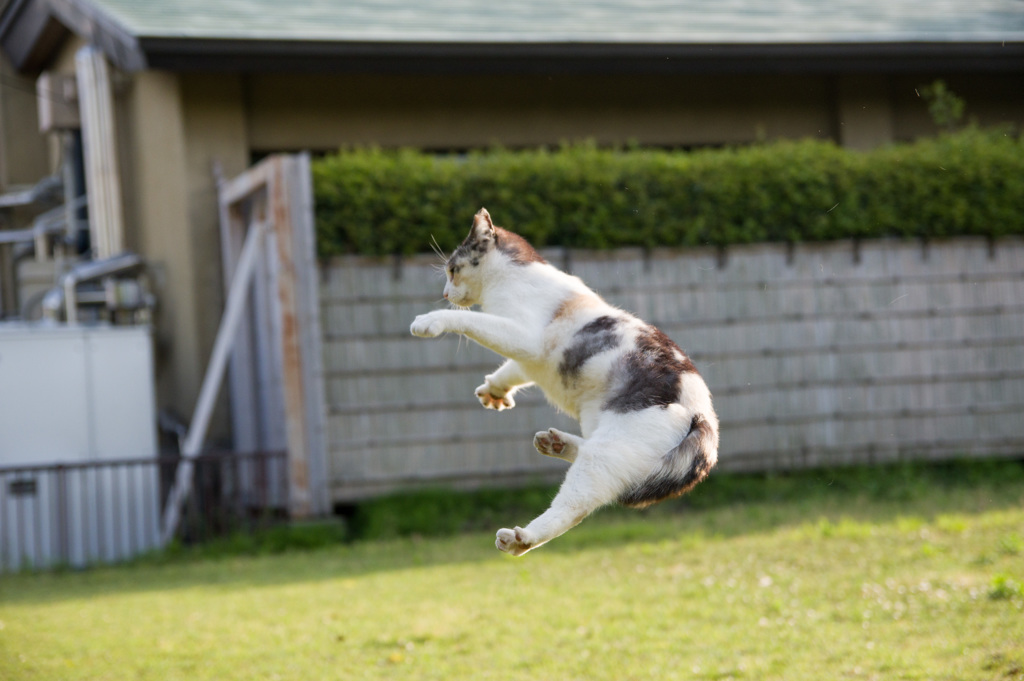 フライングキャット