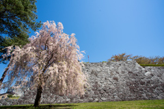 岩手公園の桜