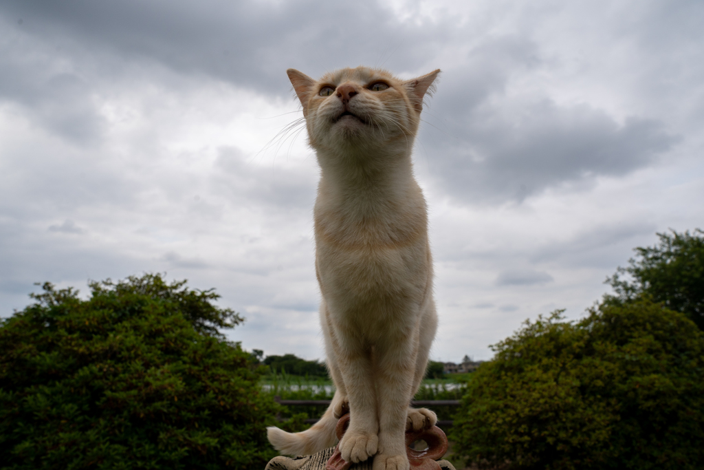 宇宙猫