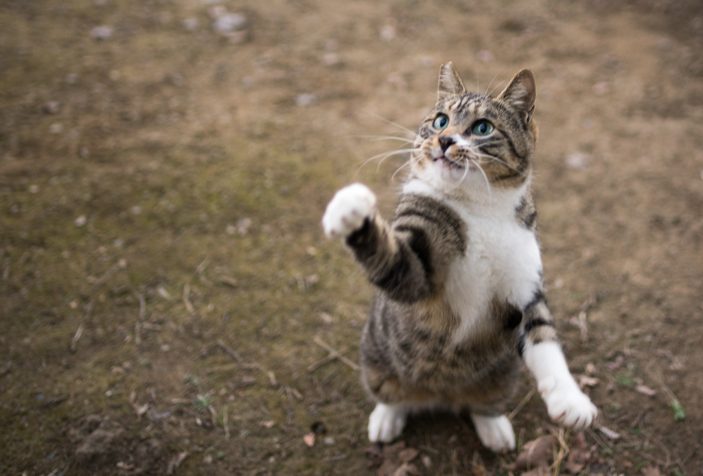 ニャンパンチ