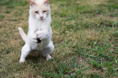 ナイスキャッチ