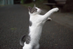 向こうに行った