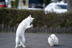 コブシで演歌