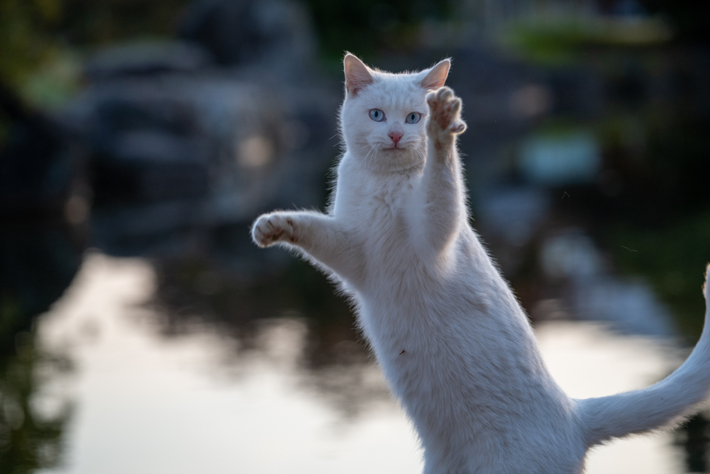 ハイ！
