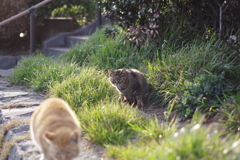 キジ子猫