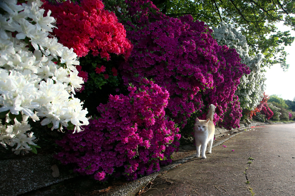 花の壁