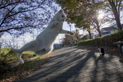 ハングオン
