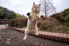 ジャンプ
