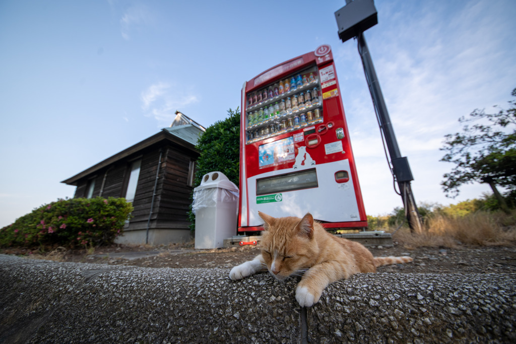 夏日