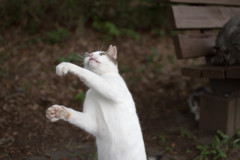 投げ上げサーブ