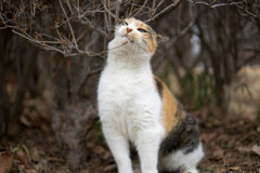かゆいニャン