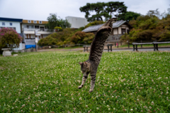 倒立