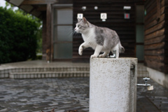 雨上がり