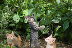 私だけキジトラ